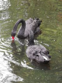 Swan swimming in a lake