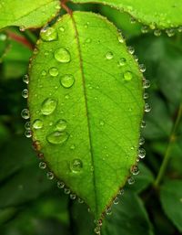 Close-up of wet plant leaves during rainy season