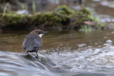 Close-up of bird perching on a sea