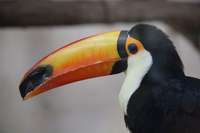 Close-up of hornbill perching outdoors