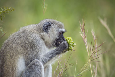 Close-up of an animal