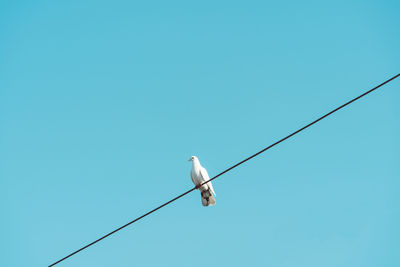 Low angle view of bird perching on cable against clear blue sky