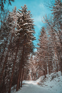 Snow covered trees in forest against sky