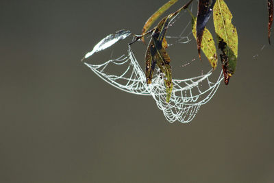 Close-up of spider on web against black background