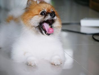 Close-up of dog yawning while sitting on tiled floor at home