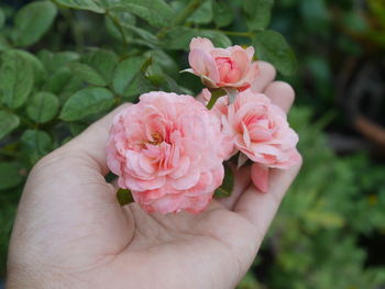 Close-up of hand holding pink rose flower