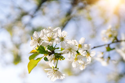 Close-up of white cherry blossom tree