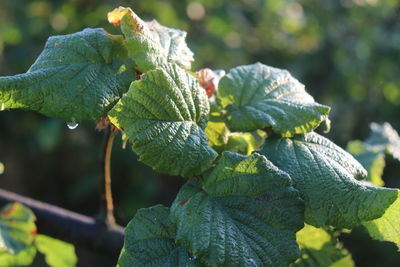 Close-up of fresh green leaves during winter