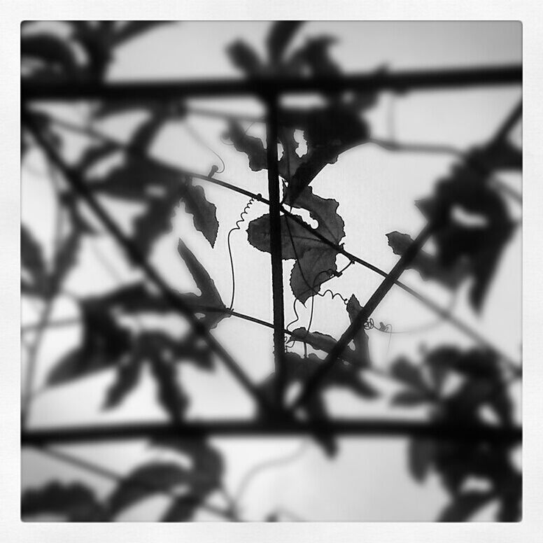 transfer print, auto post production filter, focus on foreground, low angle view, silhouette, selective focus, close-up, sky, outdoors, no people, day, nature, branch, plant, dusk, power line, tree, growth, stem, twig