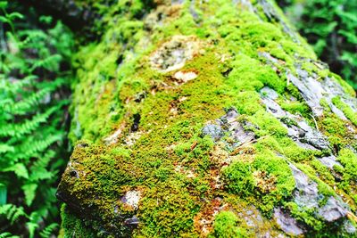 Close-up of moss on tree trunk