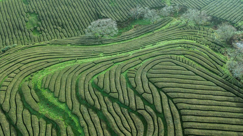 Full frame shot of agricultural field