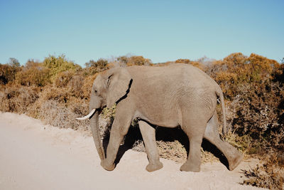 Side view of elephant walking on land against sky