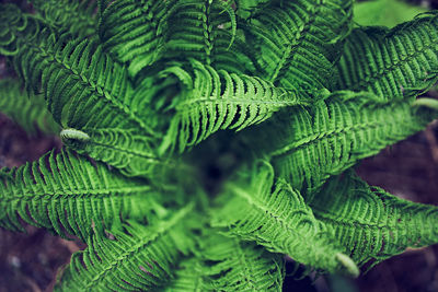 Full frame shot of plant