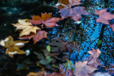 Close-up of leaves in pond