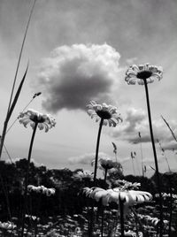 View of plants against cloudy sky