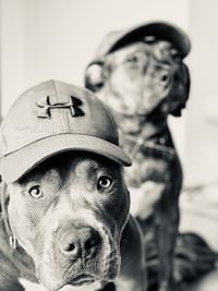 Close-up portrait of dog wearing hat