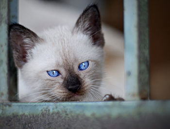 Close-up portrait of cat