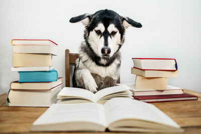 Portrait of dog by books on table