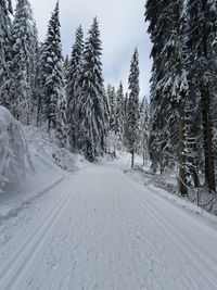 Snow covered road amidst trees against sky