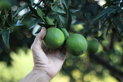 Close-up of hand holding fruit on tree