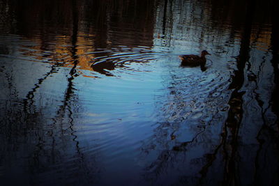 High angle view of ducks swimming in lake