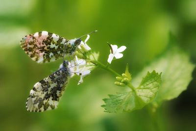 Close-up of butterfly on white flowers