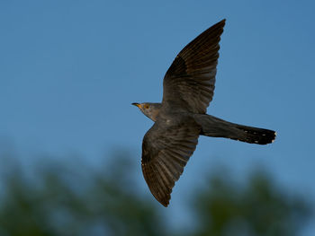 Low angle view of eagle flying in sky