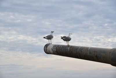 Low angle view of seagulls perching on a bird
