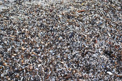 Full frame shot of pebbles and shells