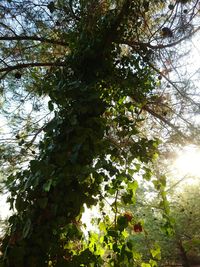 Low angle view of tree against sky