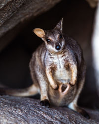 Portrait of squirrel