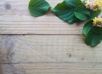 High angle view of flowering plant on table