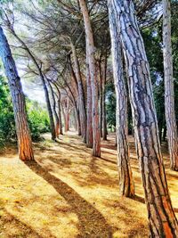 Trees in forest