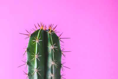 Close-up of cactus plant against sky