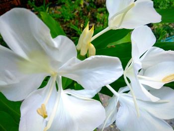 Close-up of white flowers blooming outdoors