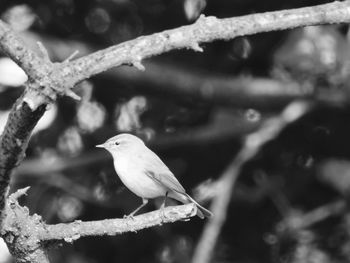 Close-up of bird perching on branch