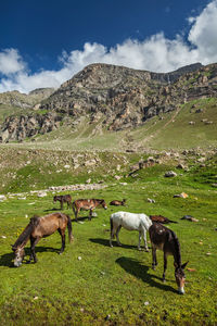 Horses grazing in himalayas