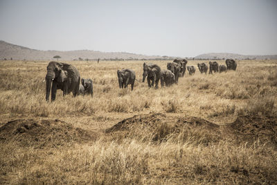 Elephants in the african savannah