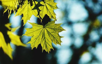 Close-up of maple leaf during autumn