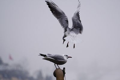 Seagulls over metallic pipe against sky