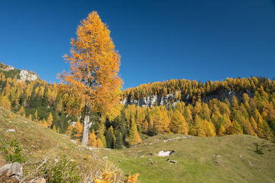Scenic view of trees against clear sky during autumn