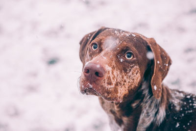 Close-up of dog looking away