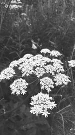 Close-up of white flowering plant on field