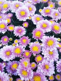 Full frame shot of yellow daisy flowers