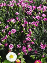 High angle view of pink flowers blooming outdoors