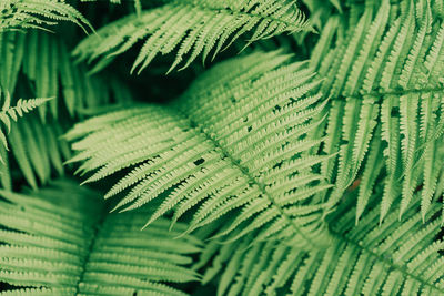 Natural background, thickets of fern