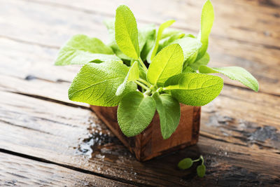 Close-up of green leaves on table