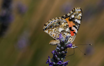Close-up of butterfly on purple flower