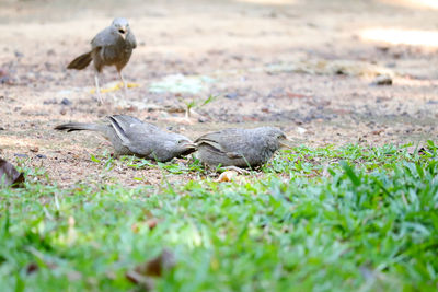 View of birds on land