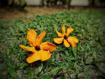 Close-up of yellow flowers blooming on field